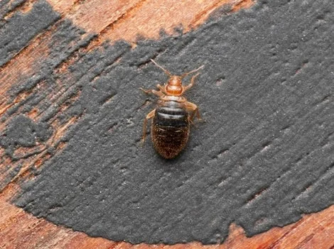 Before - Bed Bug Inspection and Treatment Surrey