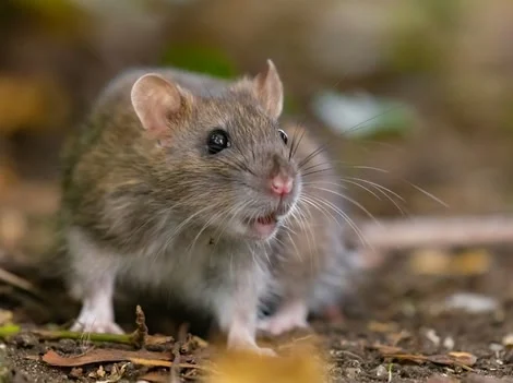 After - Rat Infestation Treatment Services Surrey
