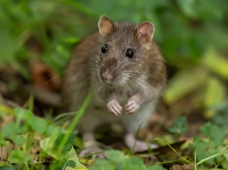 Before - Rat Infestation Treatment Services Surrey